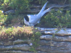 Sterna striata striata