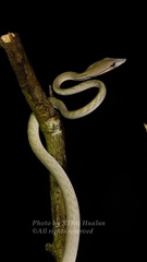 Ahaetulla prasina