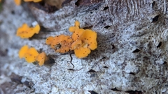 Lachnellula