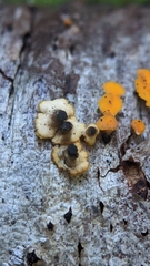 Lachnellula