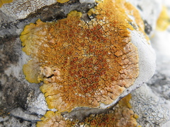 Caloplaca eugyra