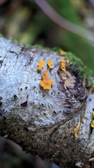 Lachnellula