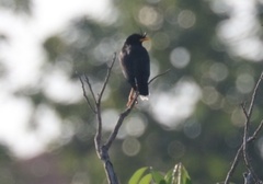 Acridotheres grandis