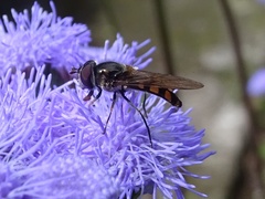 Syrphinae