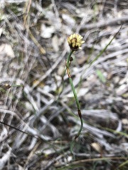 Lepidobolus drapetocoleus