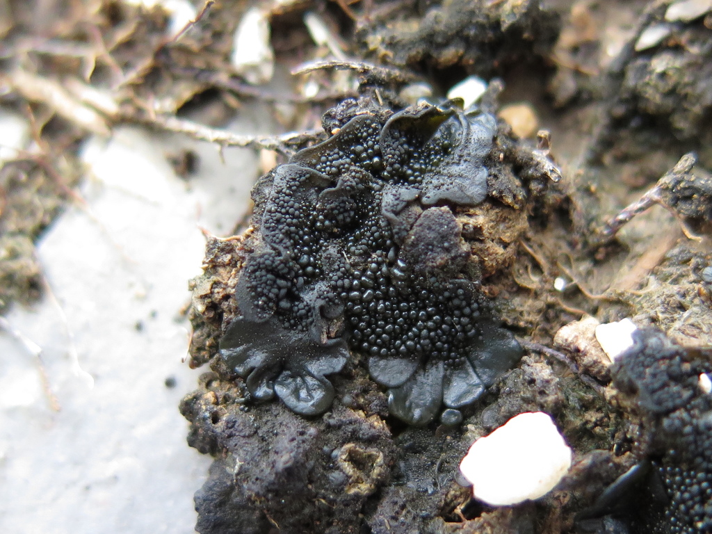 Enchylium expansum