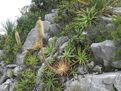 Agave bracteosa
