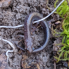 Plethodon electromorphus