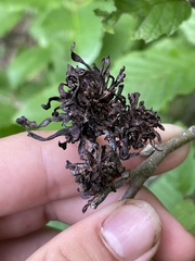 Taphrina robinsoniana