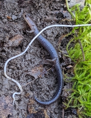 Plethodon electromorphus