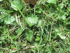Modiola caroliniana