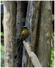 Momotus subrufescens