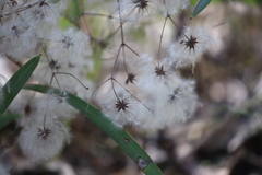 Clematis glycinoides