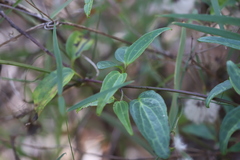 Clematis glycinoides