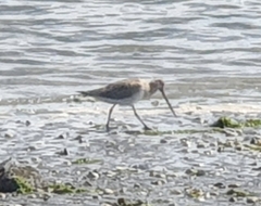 Limosa lapponica baueri