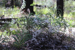 Clematis glycinoides