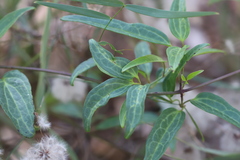 Clematis glycinoides