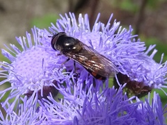 Syrphinae