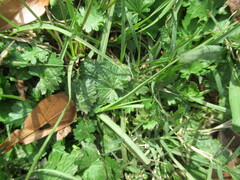Modiola caroliniana