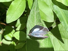 Eirmocides absimilis