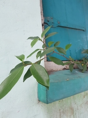 Ficus microcarpa