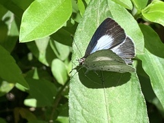 Eirmocides absimilis