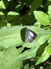 Eirmocides absimilis