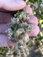 Baccharis pilularis consanguinea