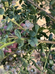 Baccharis pilularis consanguinea
