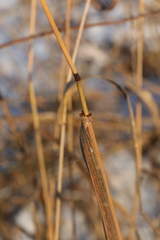 Lolium giganteum