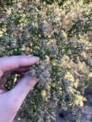 Baccharis pilularis consanguinea