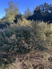 Baccharis pilularis consanguinea
