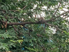 Funambulus palmarum