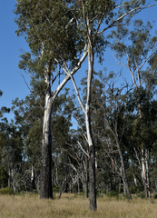 Eucalyptus cambageana