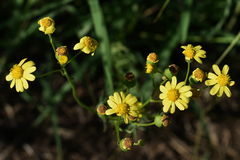 Senecio brigalowensis