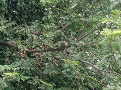 Funambulus palmarum