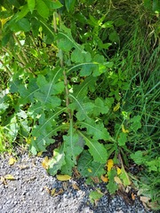 Lactuca virosa
