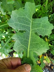Lactuca virosa