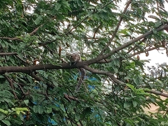 Funambulus palmarum