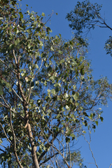 Eucalyptus populnea