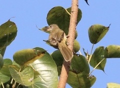 Pycnonotus conradi