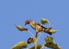 Pycnonotus conradi