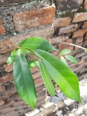 Ficus tinctoria gibbosa