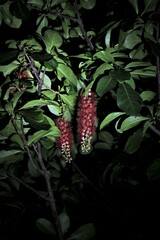 Barringtonia acutangula