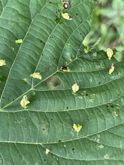 Eriophyes tiliae
