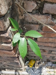 Ficus tinctoria gibbosa