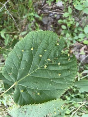 Eriophyes tiliae