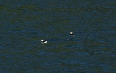 Fratercula corniculata