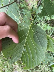 Eriophyes tiliae