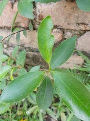 Ficus microcarpa